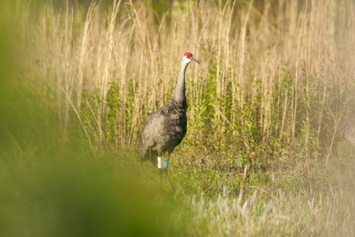 Sandhill crane standing in tall grass