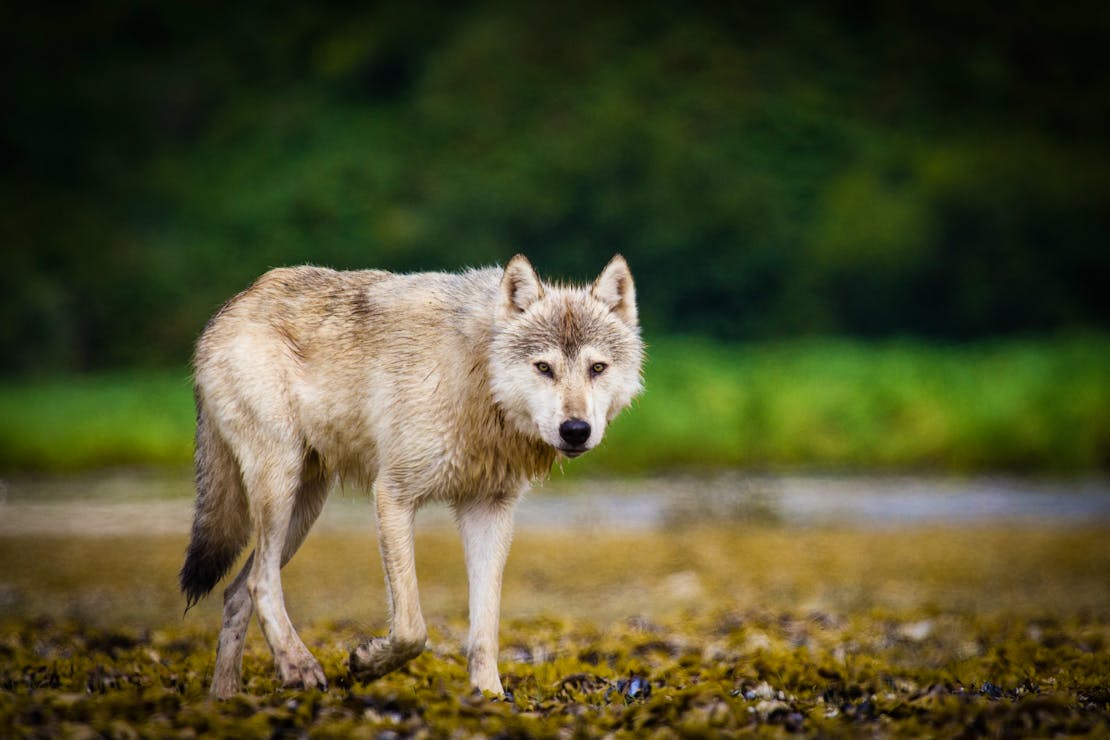Coastal wolf in Katmai National Park and Preserve, Alaska