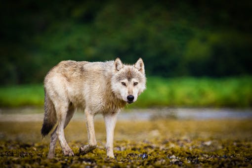 Coastal wolf in Katmai National Park and Preserve, Alaska 