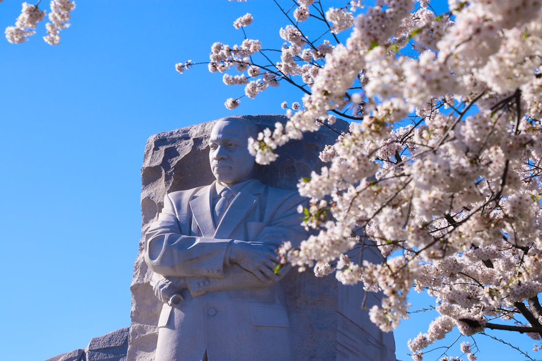 Martin Luther King Jr Memorial with Cherry Blossoms in Washington DC