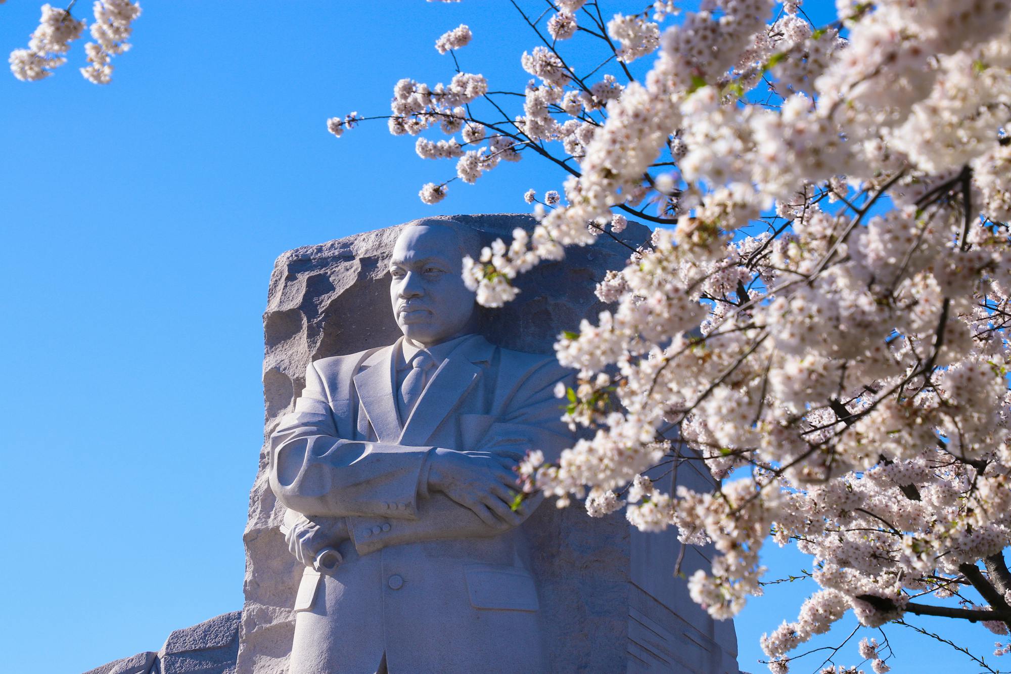 Martin Luther King Jr Memorial with Cherry Blossoms in Washington DC