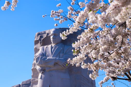 Martin Luther King Jr Memorial with Cherry Blossoms in Washington DC