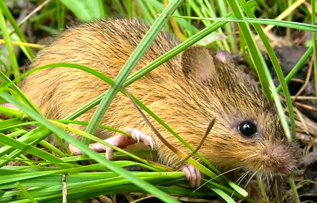 New Mexico meadow jumping mouse in grass