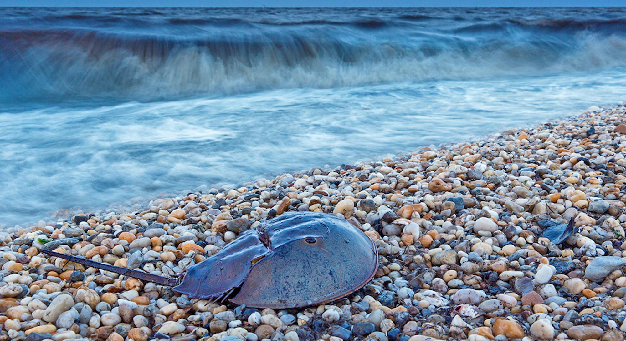 Each horseshoe crab can release thousands of eggs, an important food source for migratory birds. But these crabs are being unsustainably harvested for the medical industry.