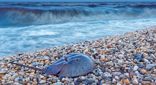 Each horseshoe crab can release thousands of eggs, an important food source for migratory birds. But these crabs are being unsustainably harvested for the medical industry.