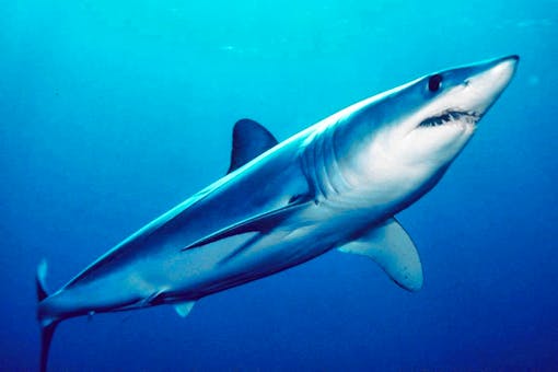 Shortfin mako shark