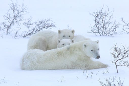 Polar bear family on snow