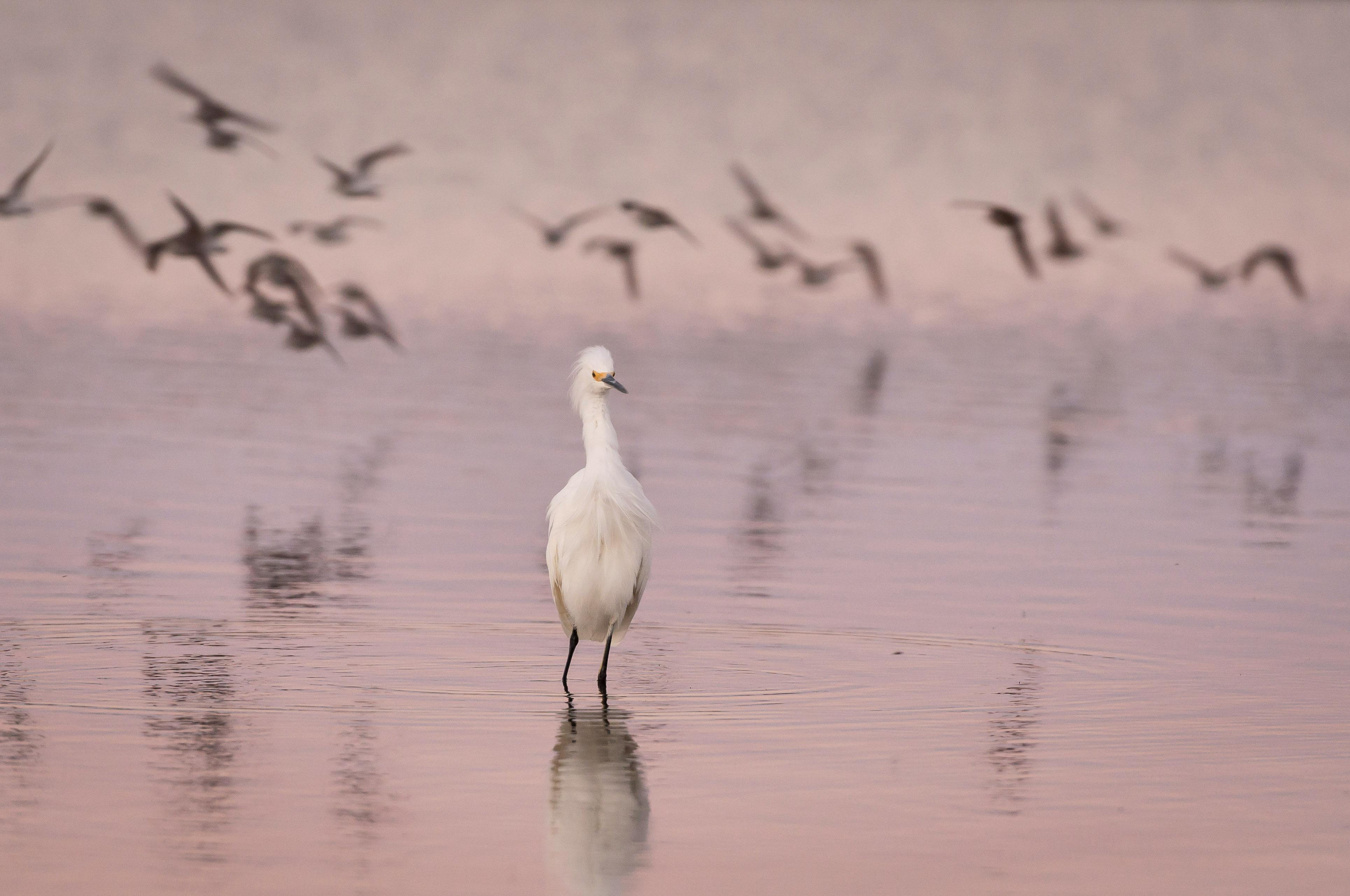 Snowy Egret wading with flying birds in background