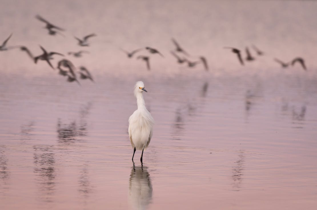 Snowy Egret wading with flying birds in background