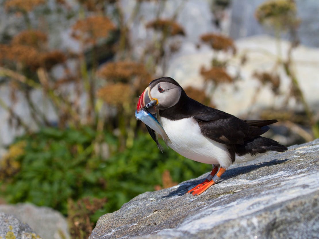 Atlantic puffin with fish - Petit Manan National Wildlife Refuge