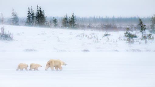 Polar Bear Family Braves High Winds