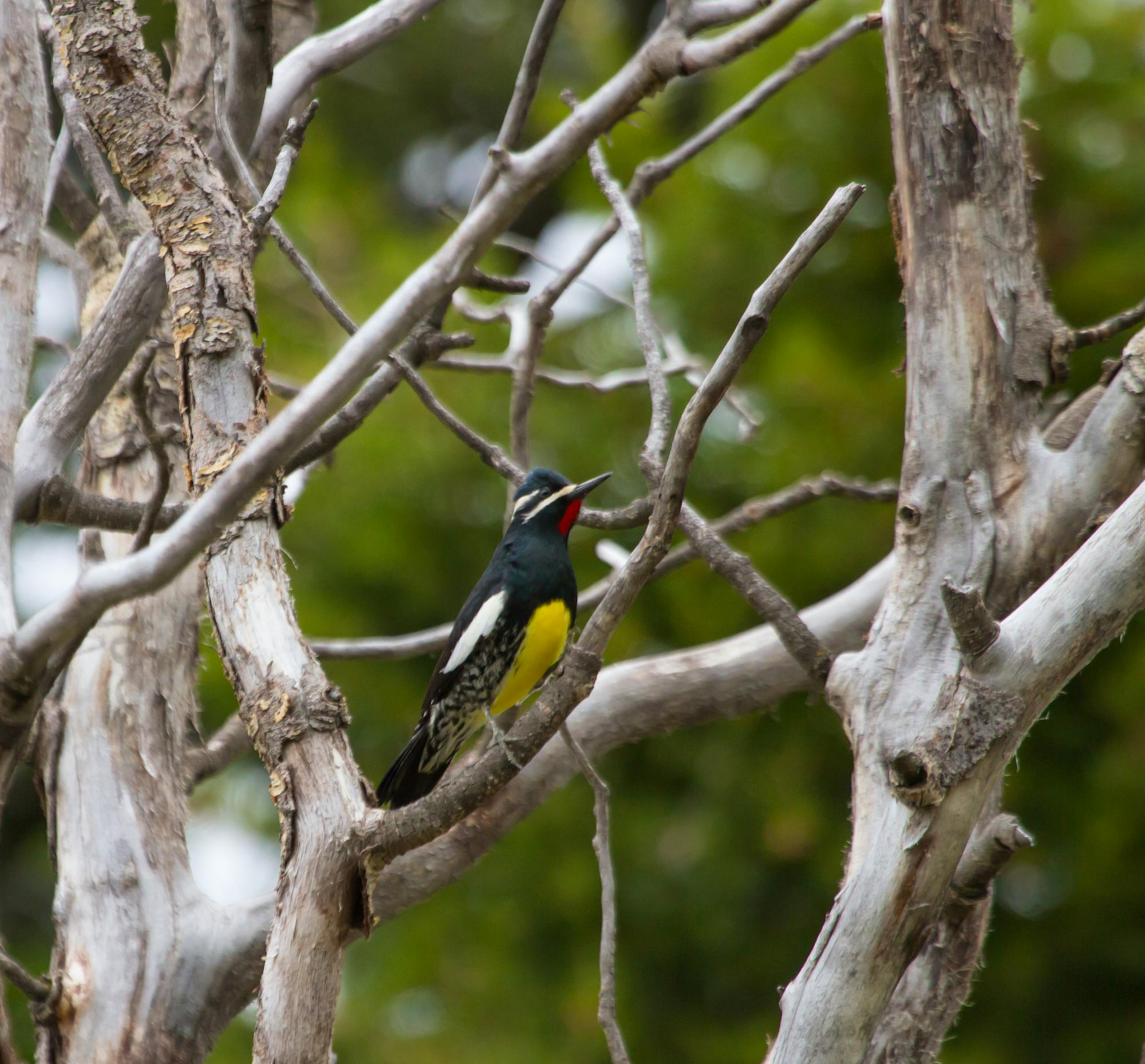 Williamson’s Sapsucker on a branch