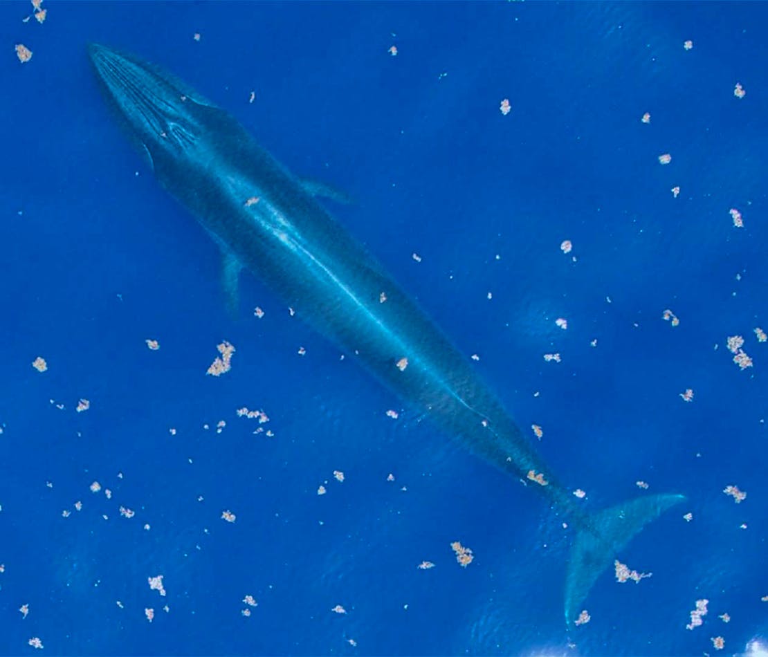 A gulf of mexico whale from the air