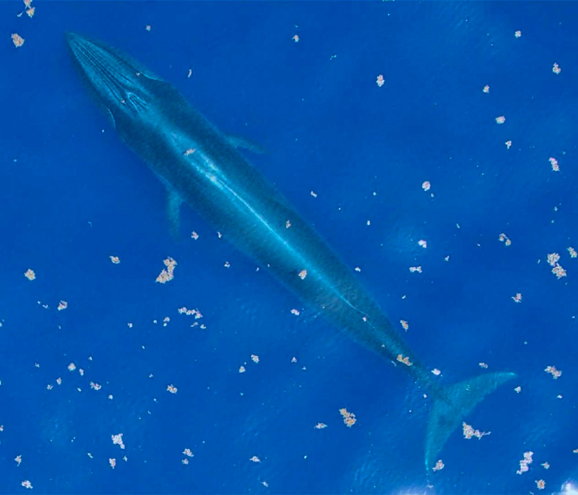 A gulf of mexico whale from the air