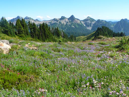 Wildflowers at Mount Rainier