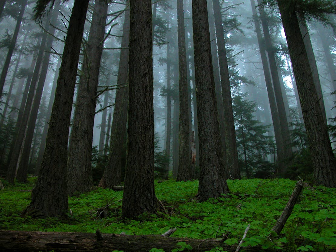 Hurricane forest trees with fog and mist 