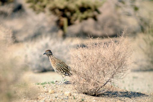 Greater Roadrunner