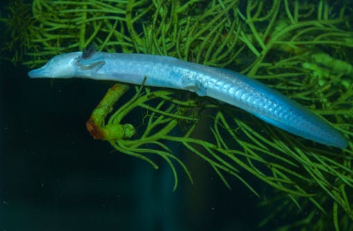 Texas blind salamander in water