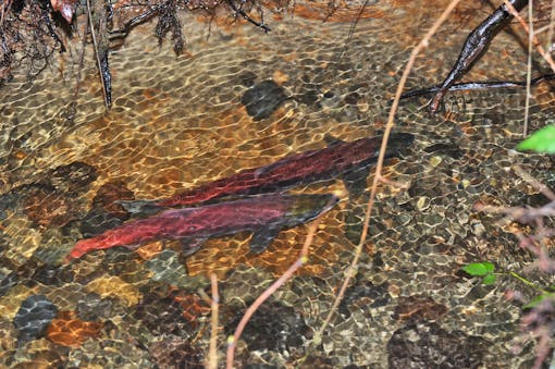 Salmon swimming upstream under tree roots 