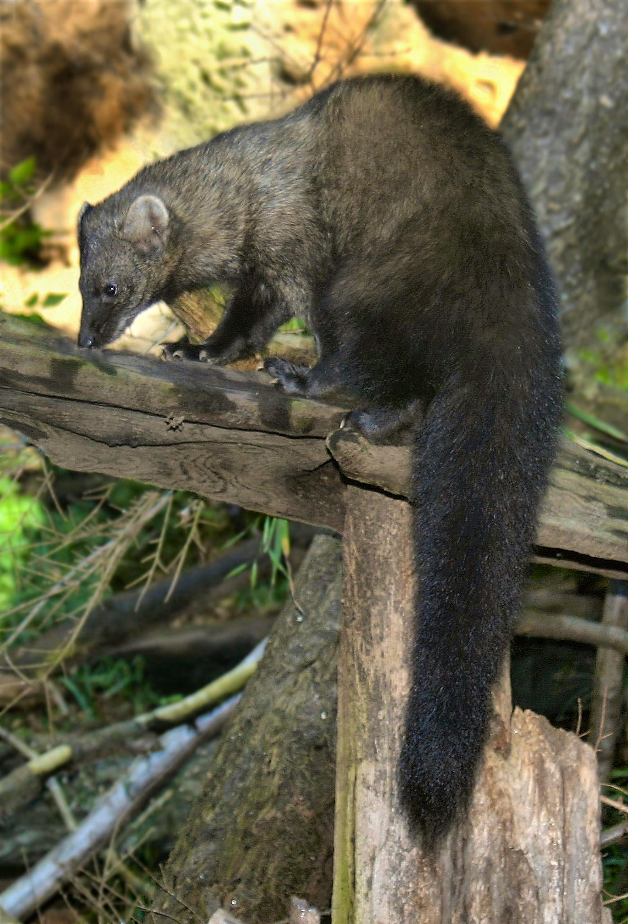 Pacific fisher on fence