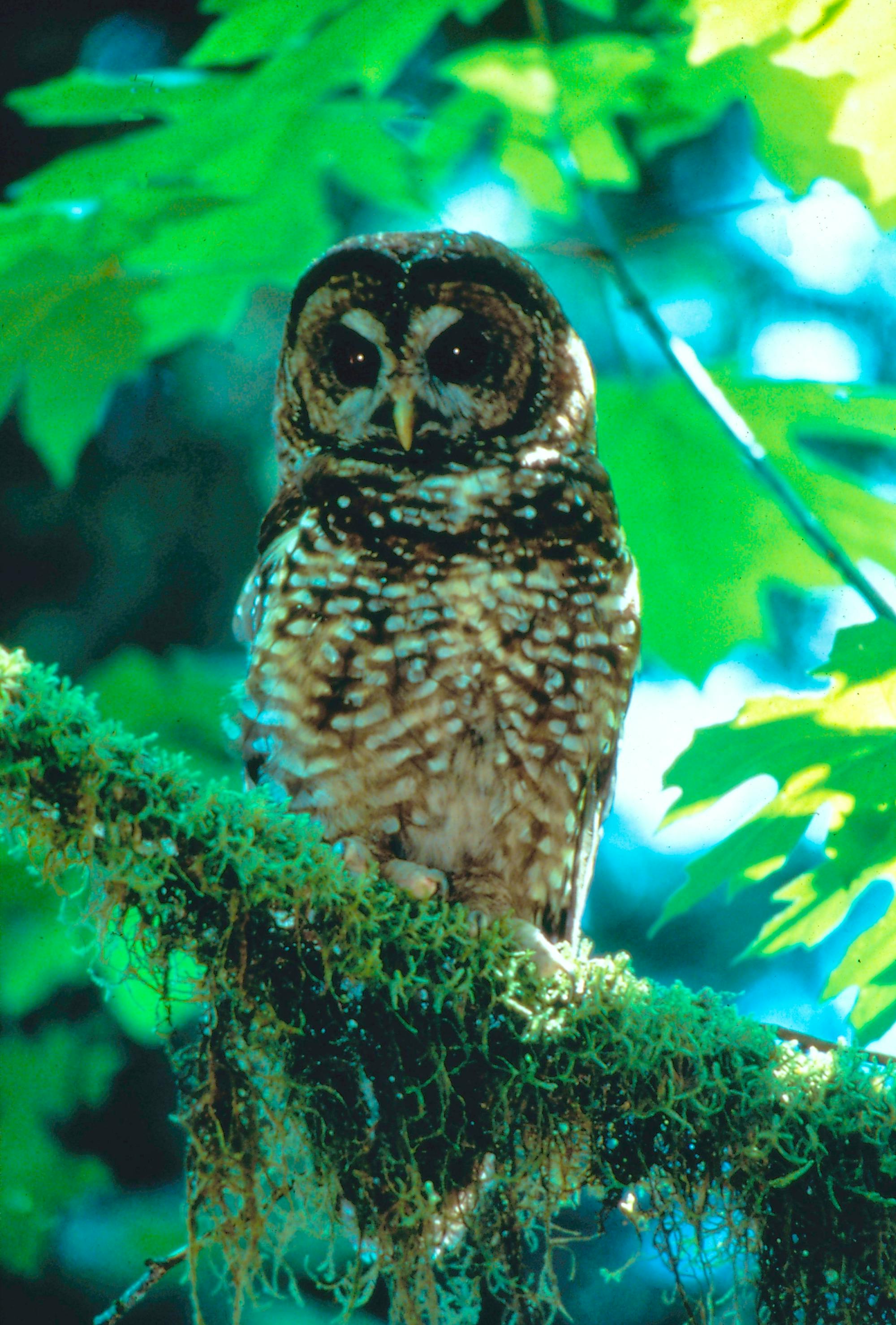 Northern spotted owl sitting on branch