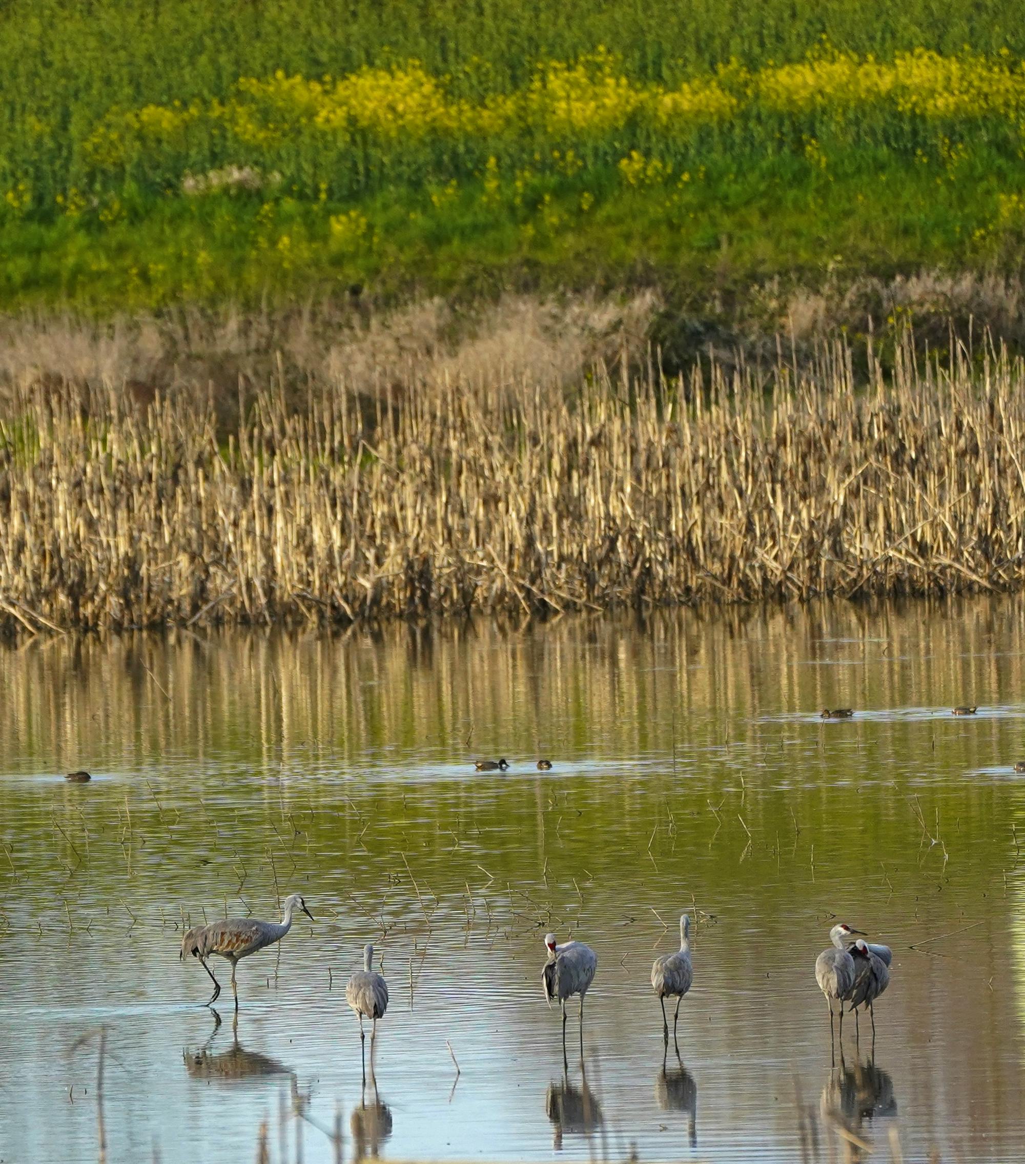 Sandhill Cranes Standing in Shallow Water