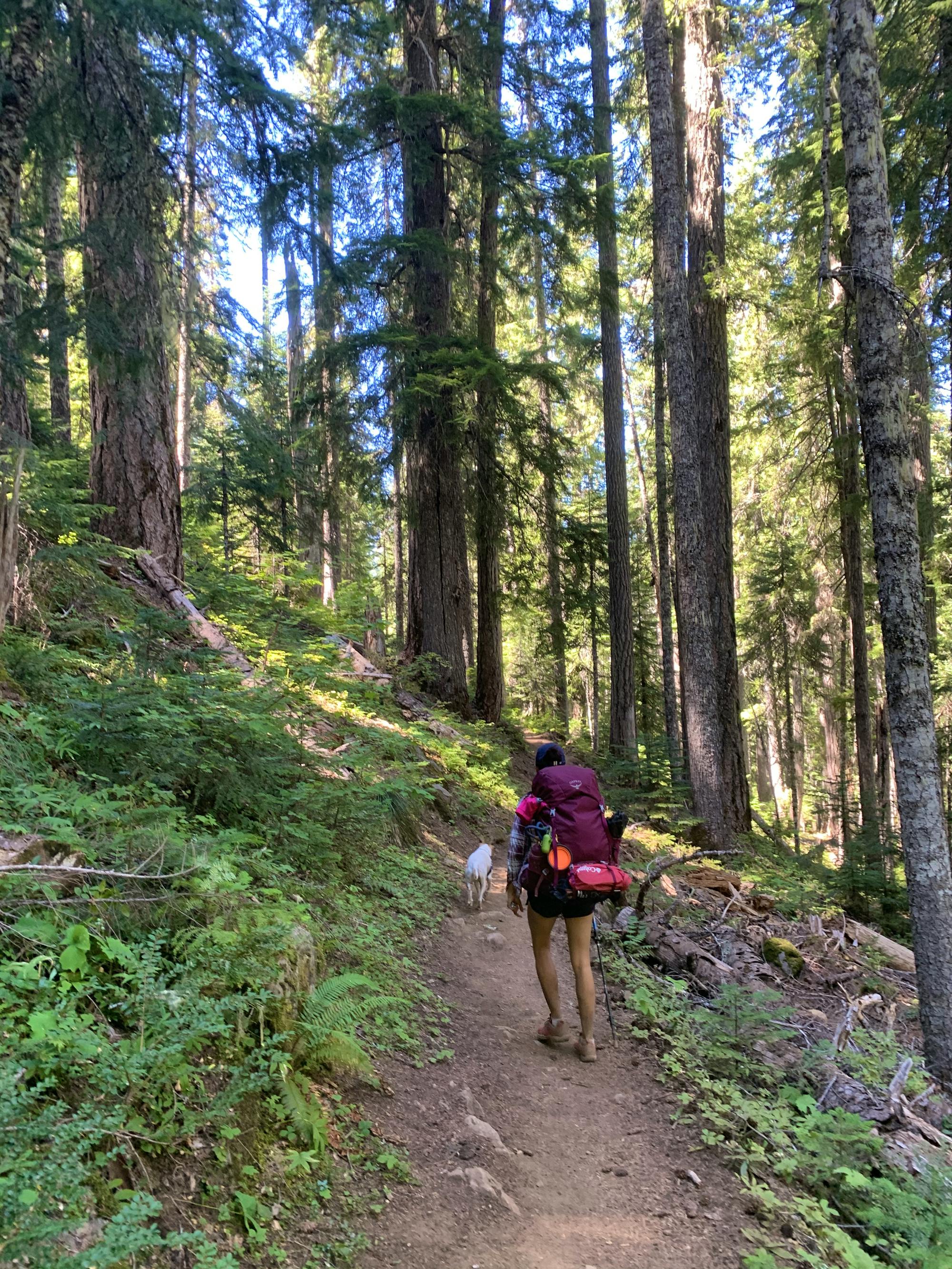 Backpacking in Forest