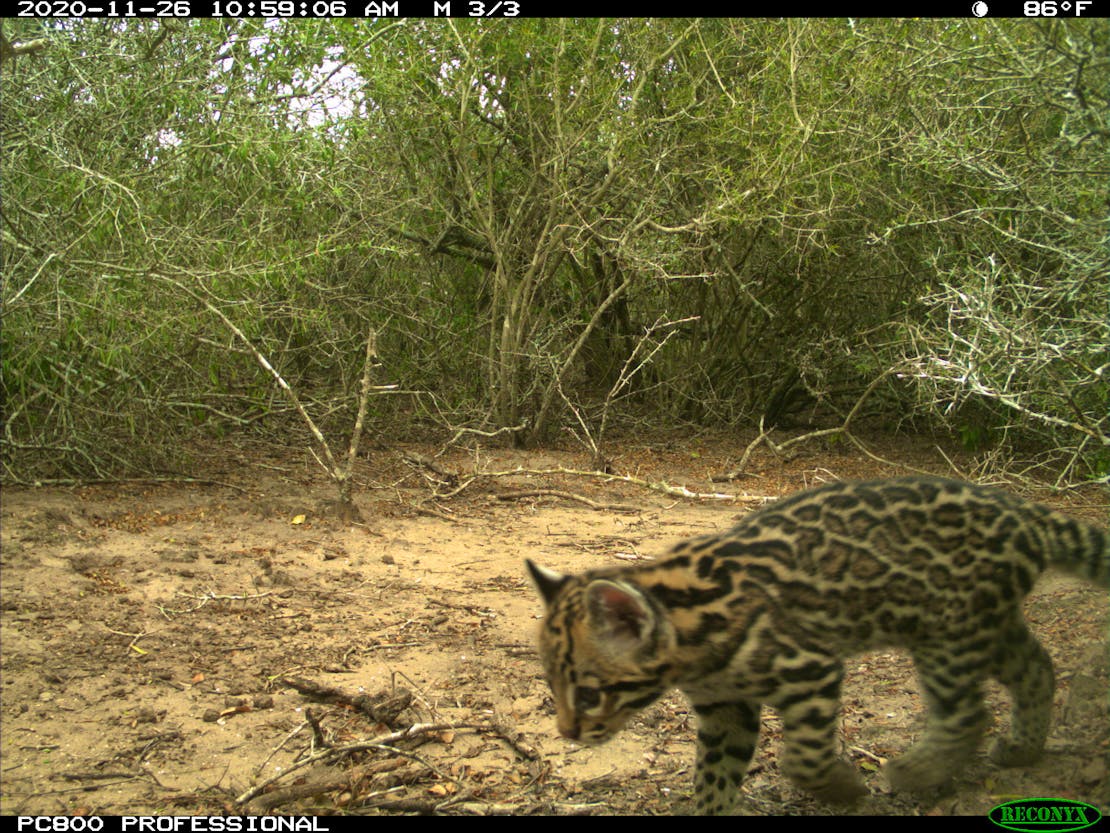 Ocelot kitten walking in bushes