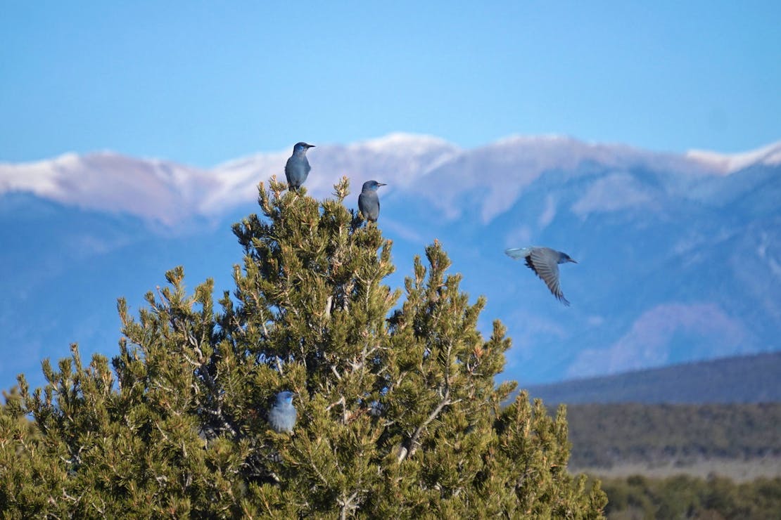 Pinyon jays top of tree