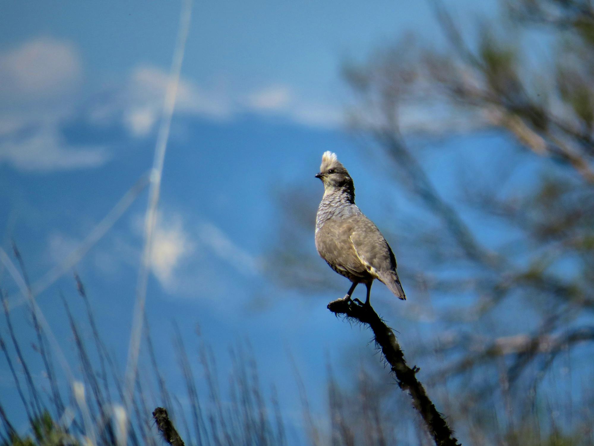 Scaled quail on twig