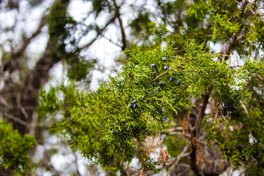 Ashe juniper