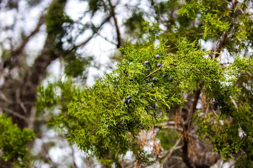 Ashe juniper