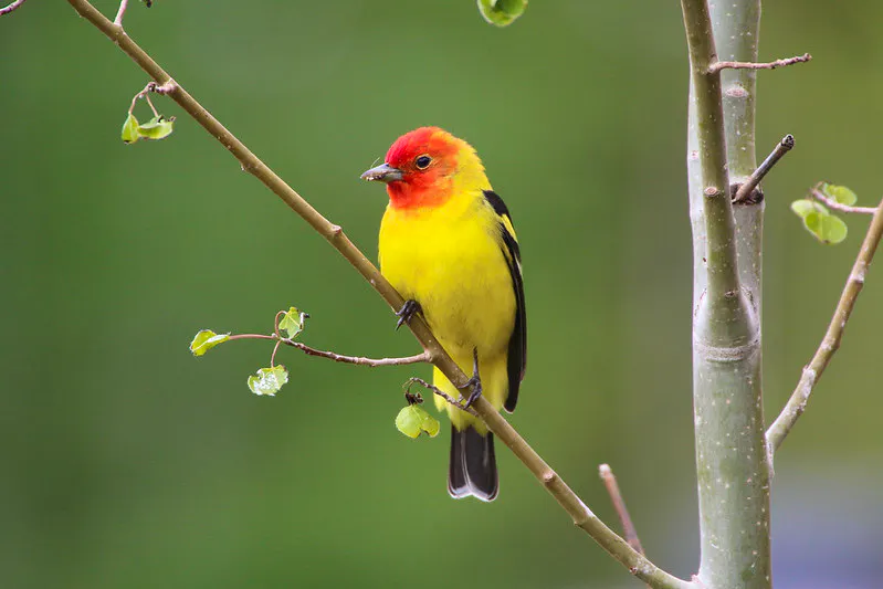 Male western tanager on a tree