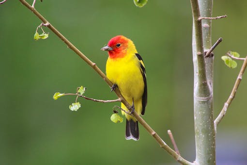 Male western tanager on a tree