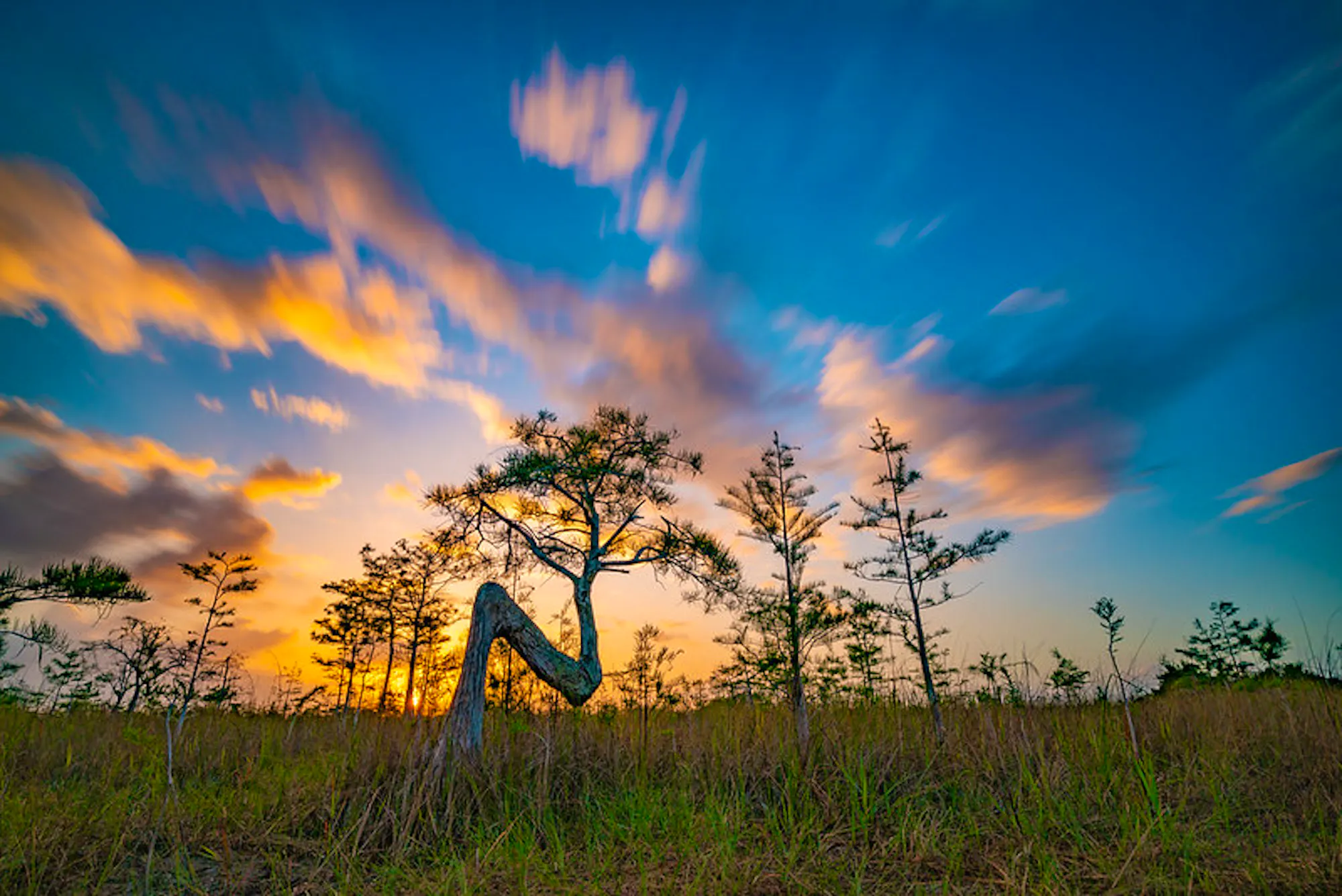  A bald cypress tree shaped like an "N" in Everglades National Park at sunrise.
