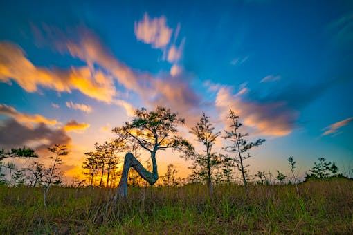  A bald cypress tree shaped like an "N" in Everglades National Park at sunrise.