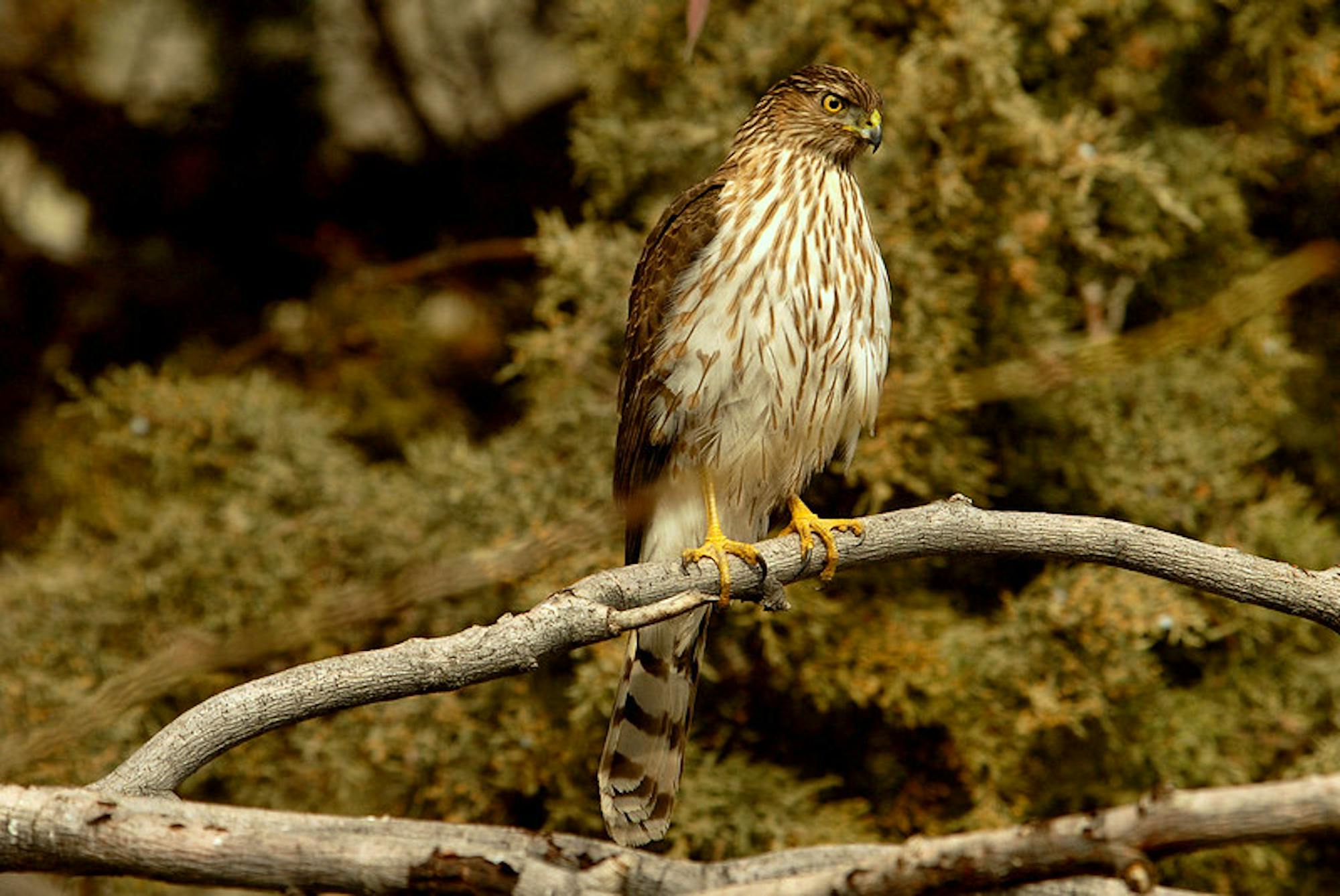 Cooper's Hawk on branch