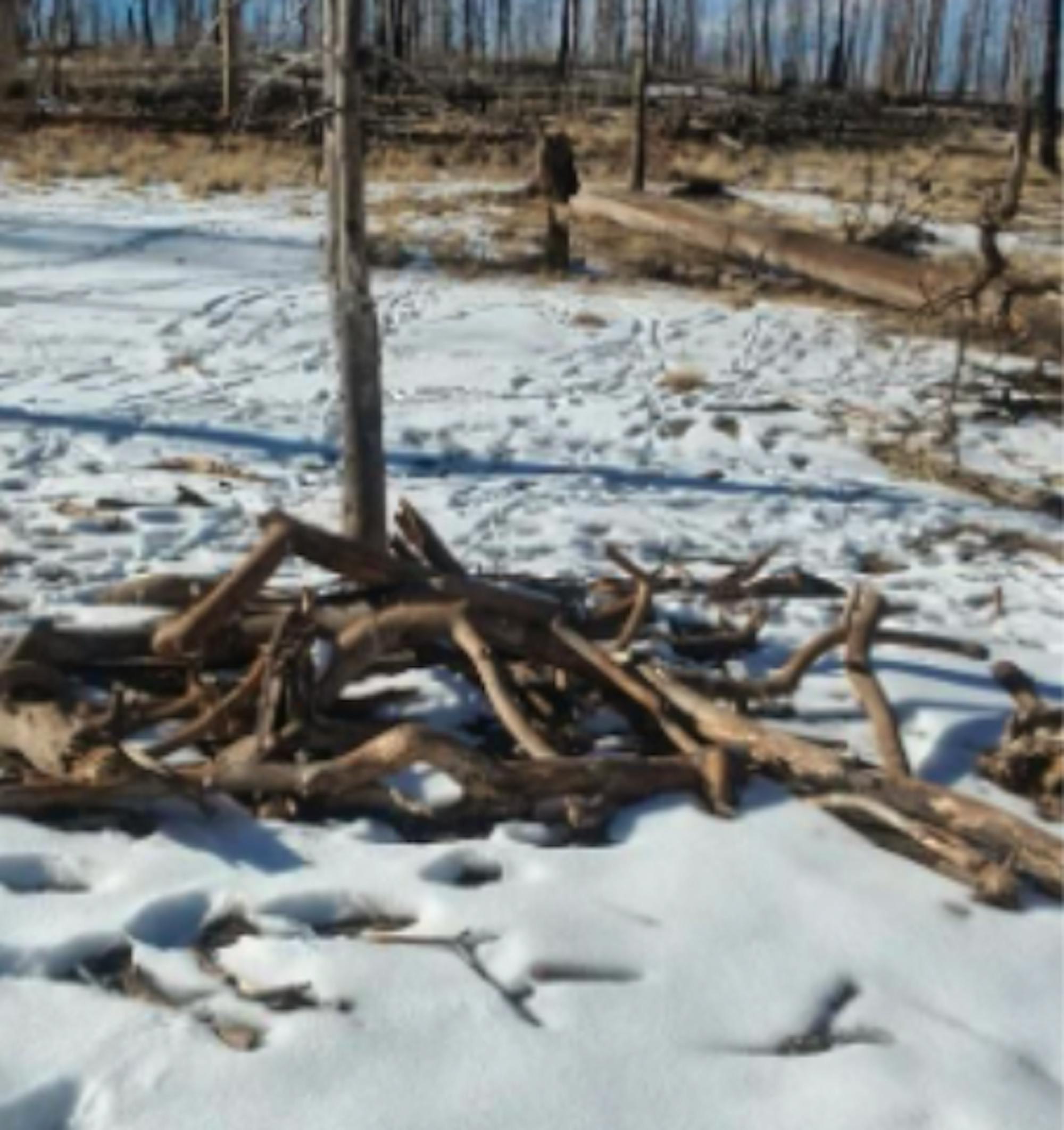 Food cache for Mexican Gray wolves set up on snow covered terrain 