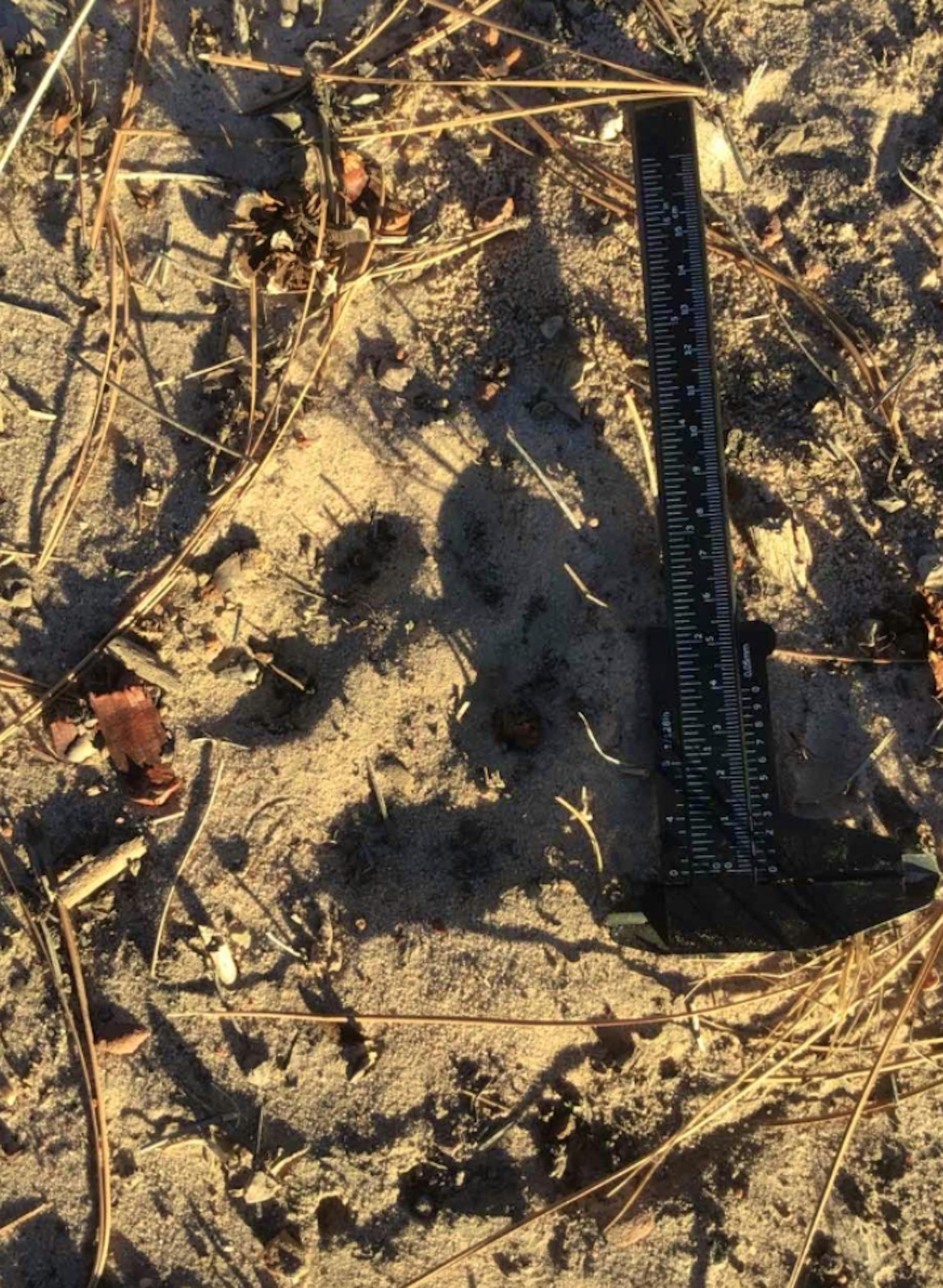 Ruler measuring the legnth of potential wolf tracks in the sand 