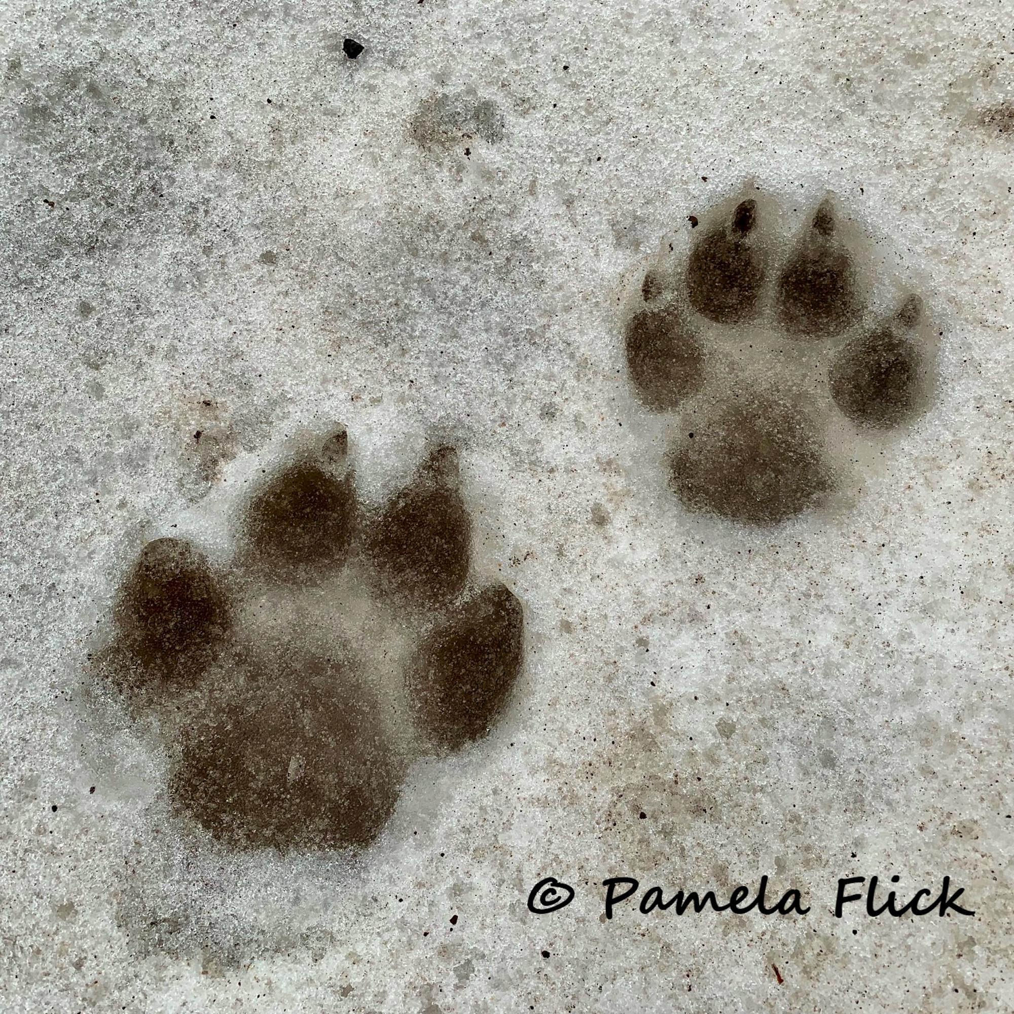 Wolf tracks from the Lassen Pack