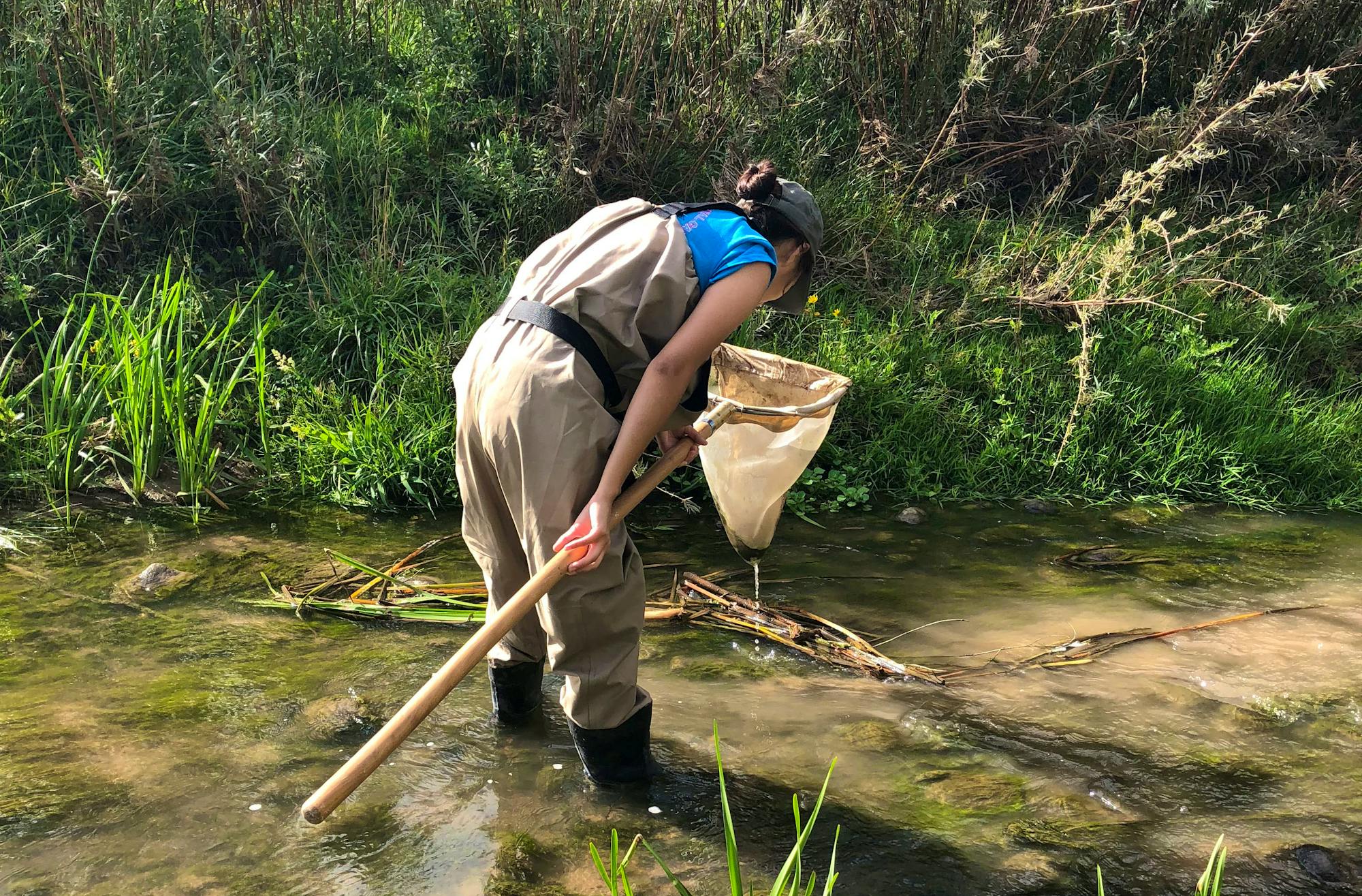 Naanibah using kick net to collect aquatic macroinvertebrate samples