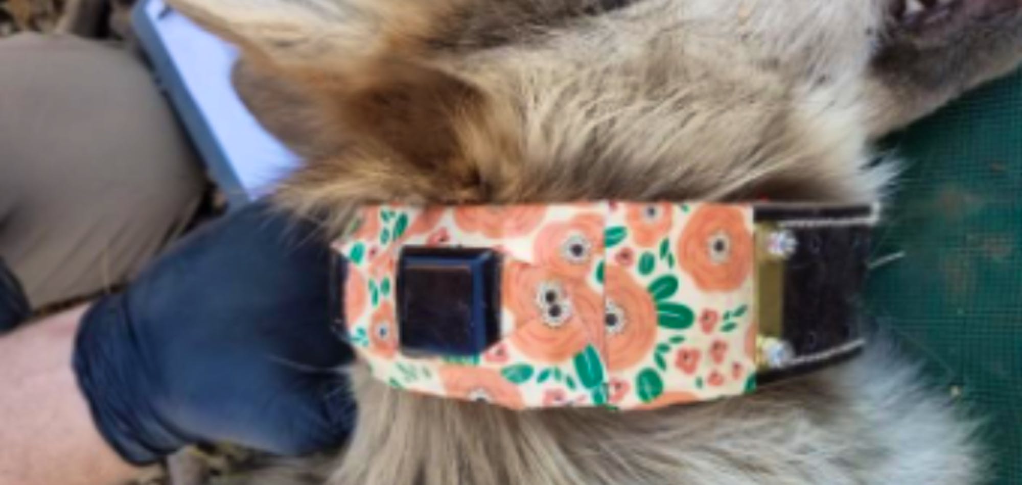 Flower patterned collar on mexican gray wolf