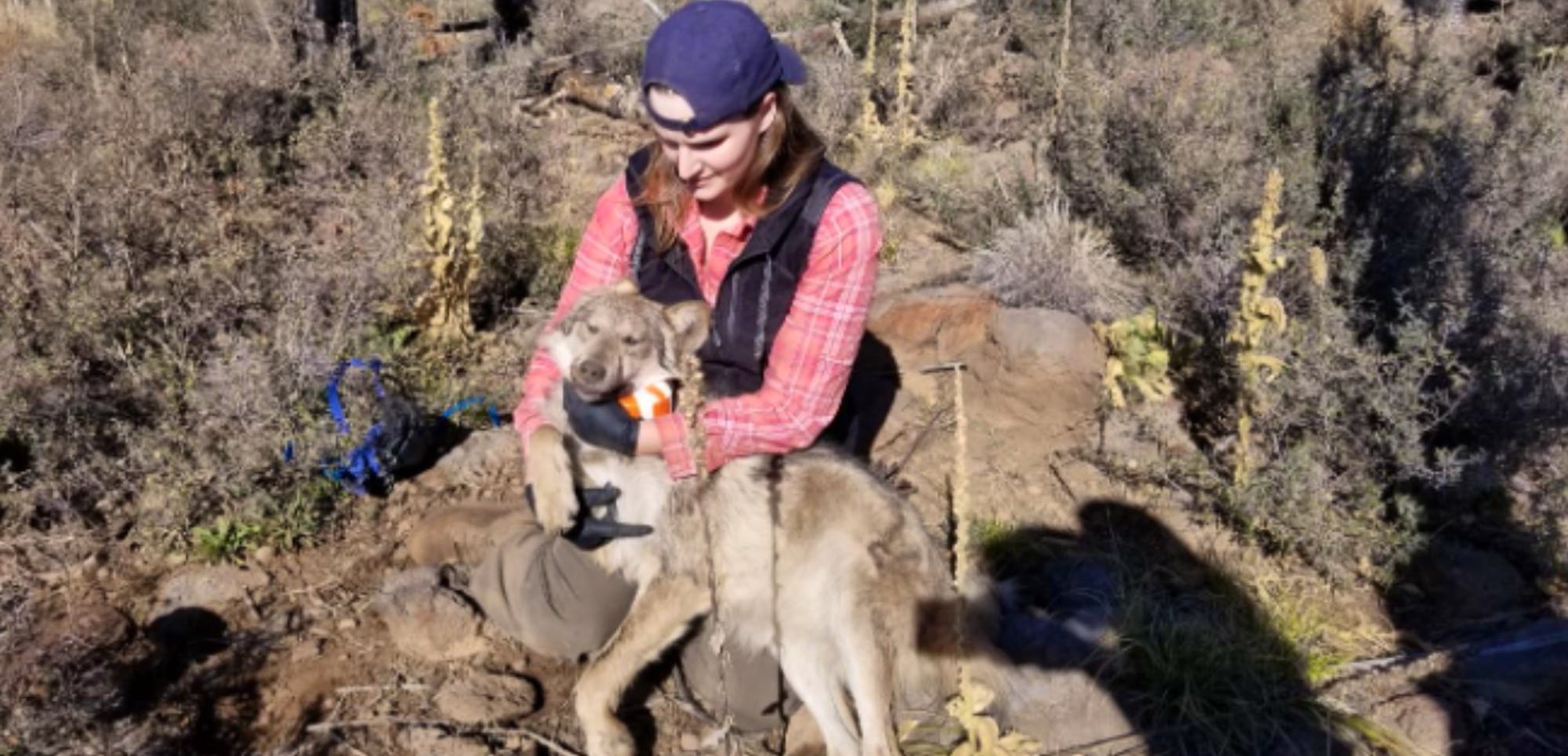 wildlife technician holding female mexican gray wolf