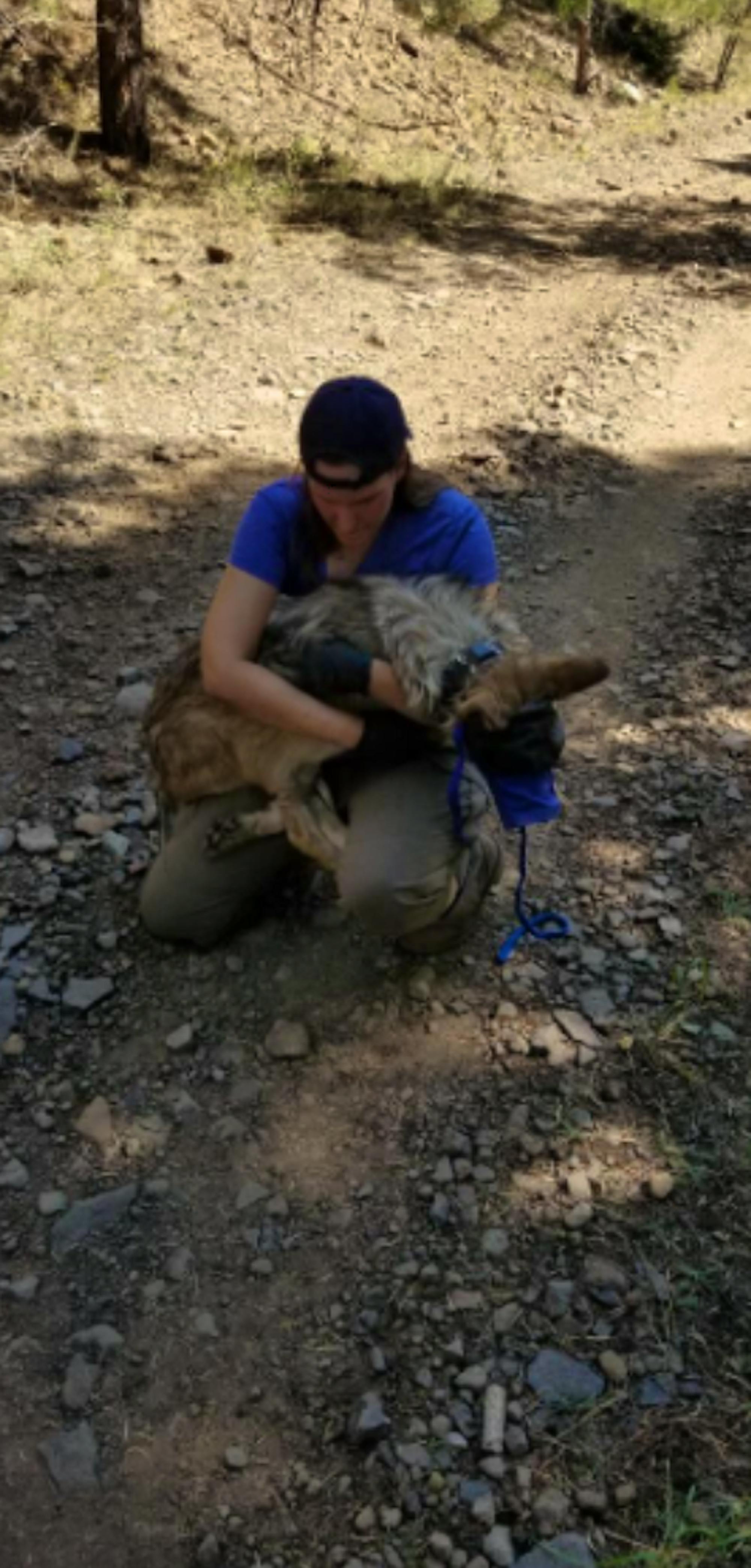 Wildlife technician holding wolf pup while kneeling on dirt path