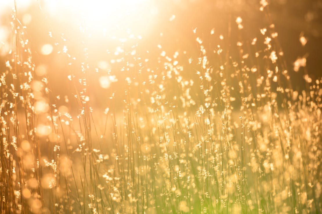 Sun through grasses