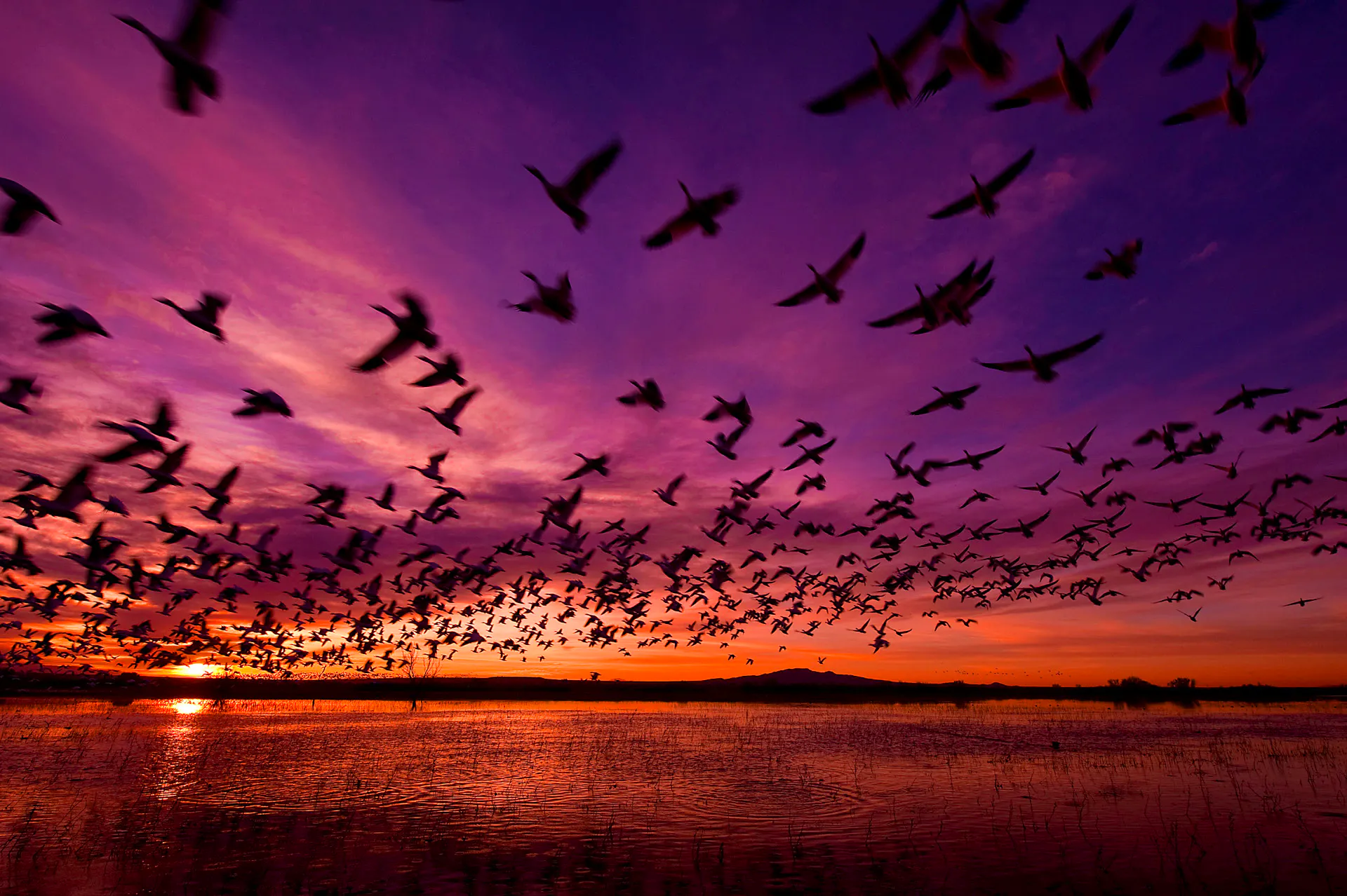 Sunrise Geese Flight
