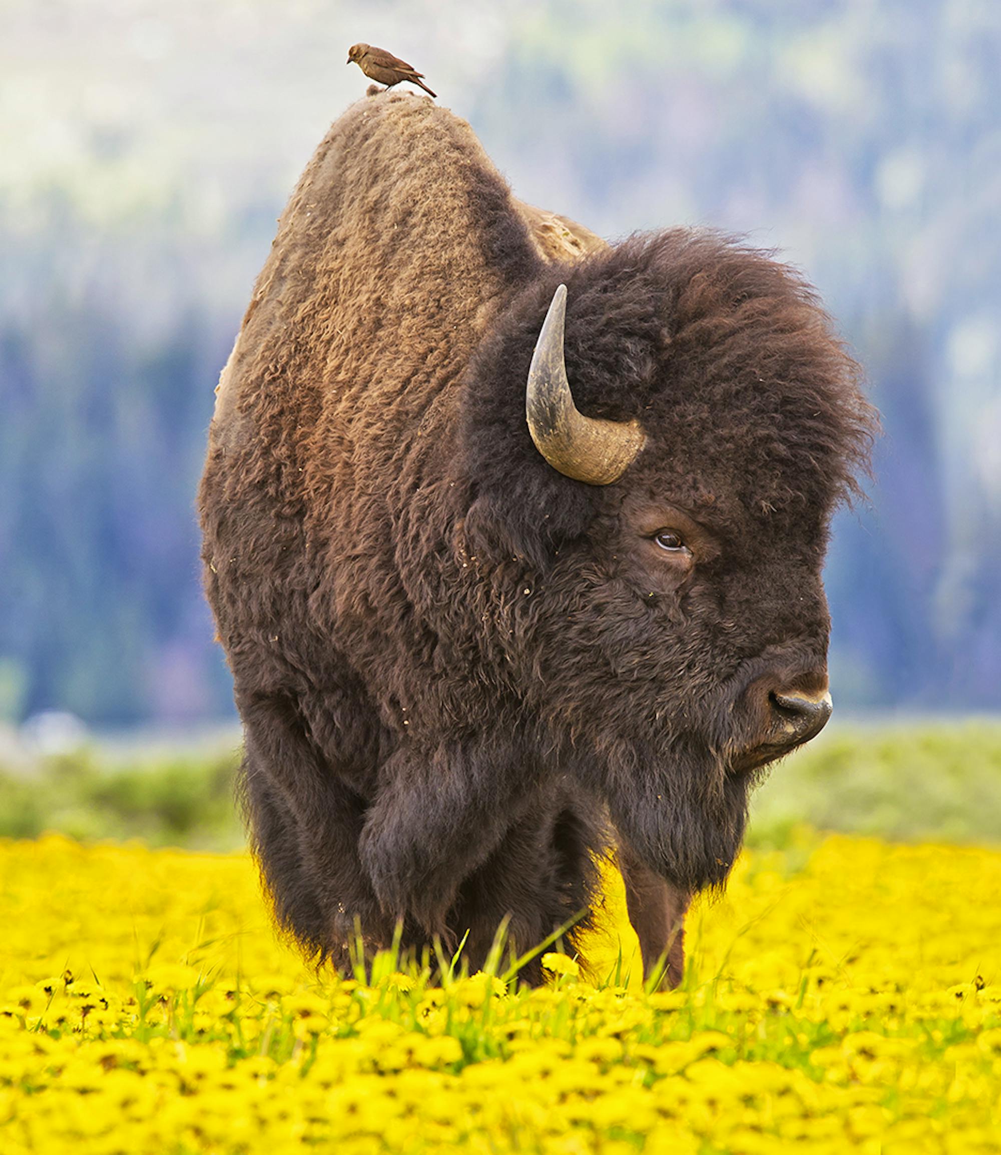 Bison in a Field of Wildflowers