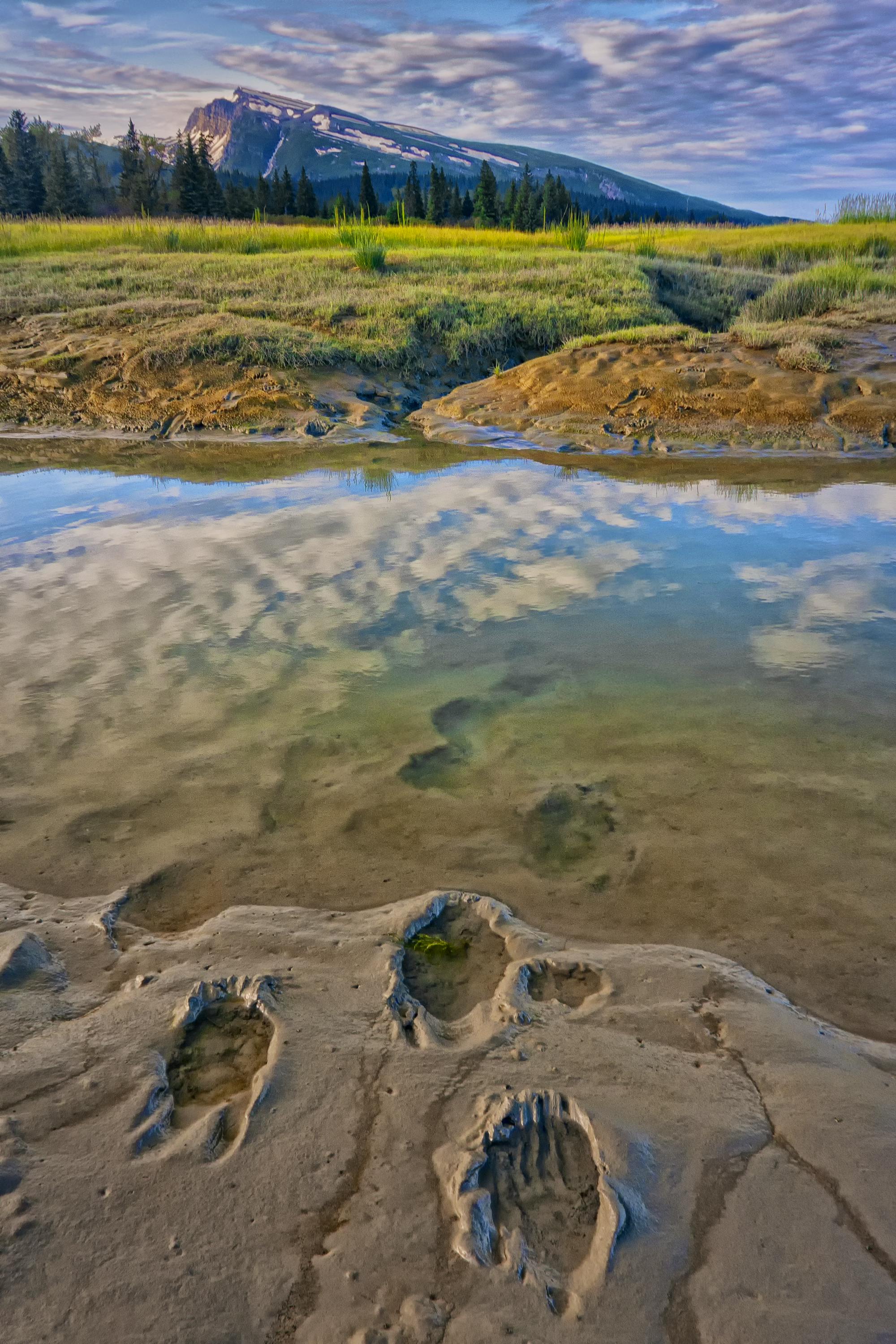 Bear tracks leading across Silver Salmon Creek to a meadow with trees and Alaskan mountain