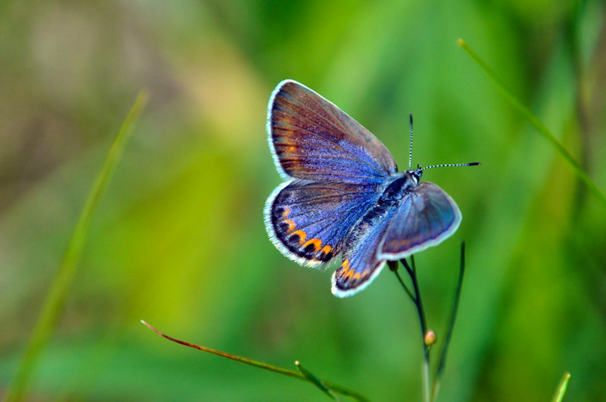 Karner blue butterfly on greenery