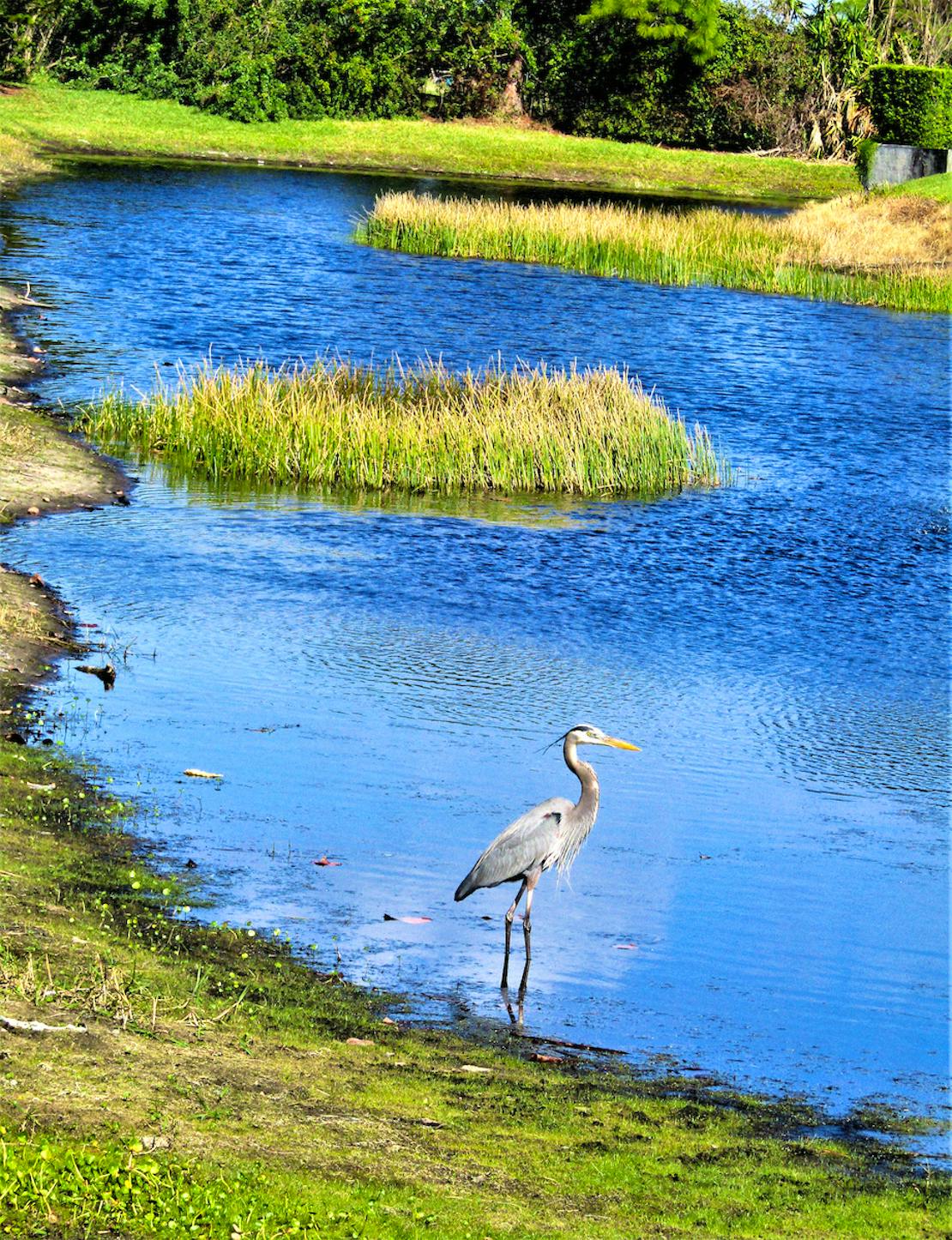 Great blue heron in pond